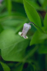 Wild clematis, clematis viticaulis, flowering in the Spring