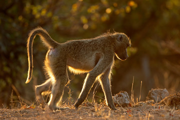 Backlit chacma baboon (Papio ursinus), Kruger National Park, South Africa.