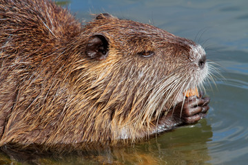 Nutria or coipo (Myocastor coypus) feeding in natural habitat, South America.