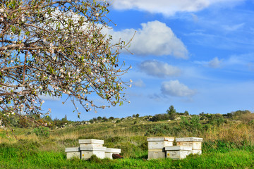 Spring landscape with beehives