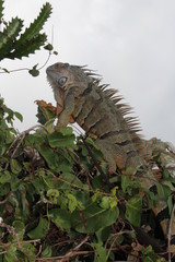 iguane