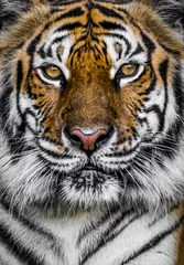 Stoff pro Meter Tiger mit dramatischem Ton © popp_photolia