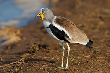 White-crowned lapwing (Vanellus albiceps), Kruger National Park, South Africa.