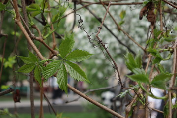 young green leaf of loach