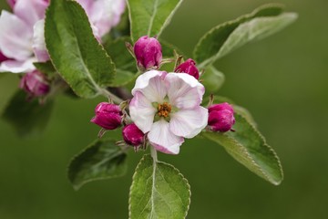 Gorgeous beutiful blooming apple tree brunch isolated. Gorgeous backgrounds.