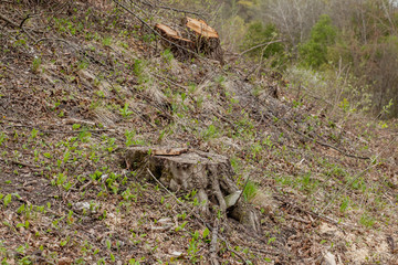 Pine tree forestry exploitation in a sunny day. Stumps and logs show that overexploitation leads to deforestation endangering environment and sustainability