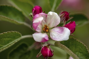 Fototapeta premium Gorgeous beutiful blooming apple tree brunch isolated. Gorgeous backgrounds.