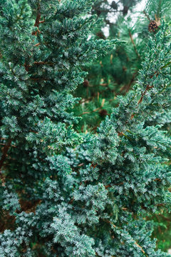 Young Green fir-tree branches. © Ilona