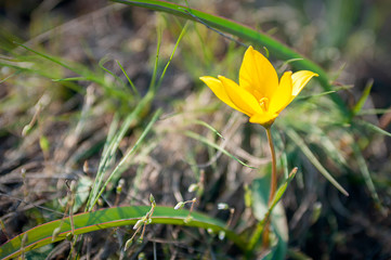 wild tulip