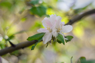 apple blossom