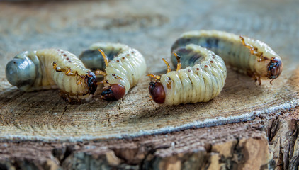 Large larvae of a rare European rhinoceros beetle (Oryctes nasicornis). Concept protected insects.