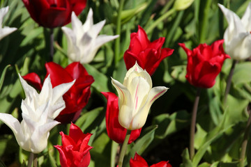 Red and white tulips in the sun