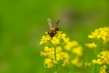  Bee on a yellow flower in spring sunny day