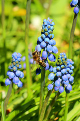 hyacinth on blue background