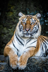 tiger with dramatic tone