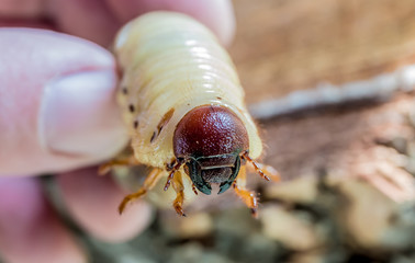 A gardener holds a large larva from a rare European rhinoceros beetle (Oryctes nasicornis) in his hand. Concept protected insects.