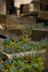 Naklejka na ściany i meble Blue Spring Flowers blooming between ancient Tombstones at the Jewish Cemetry in Berlin-Prenzlauer Berg District