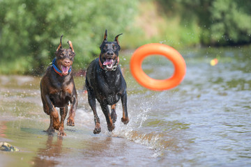two dobermans run and play in the water with splashes