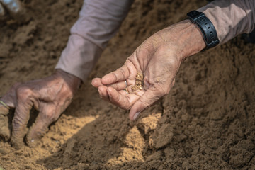 Thai people and farmers search for rice seeds at The Royal Ploughing Ceremony Day.In order to be a blessing in rice farming