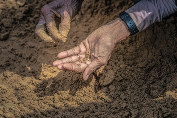 Thai people and farmers search for rice seeds at The Royal Ploughing Ceremony Day.In order to be a blessing in rice farming