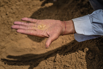 The Royal Ploughing Ceremony in Thailand is a religious Brahman and Hindu .ceremony dating back to Sukhothai Kingdom in Thailand to forecast the quality of the future rice harvest. .
