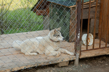 The dog behind the fence in the booth