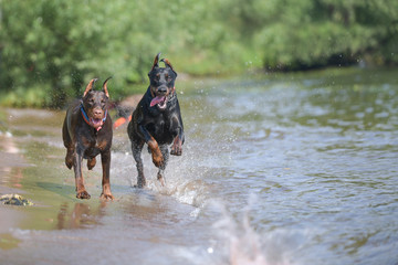 two dobermans run and play in the water with splashes