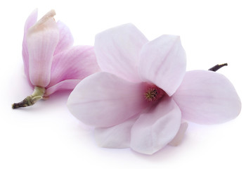 Obraz na płótnie Canvas Magnolia flower