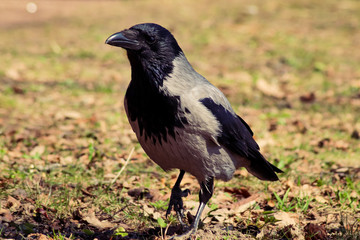 crow on the grass