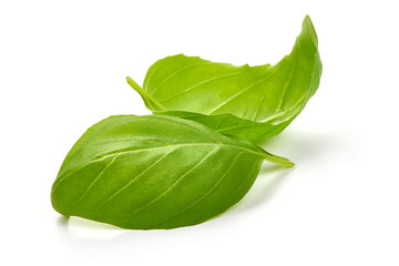 Fresh organic basil leaves, close-up, isolated on white background