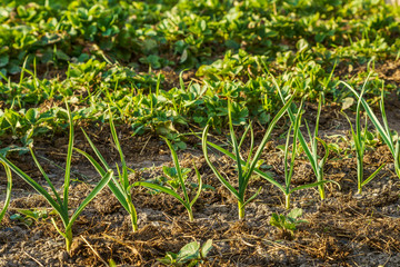Spring onions in the garden in the spring