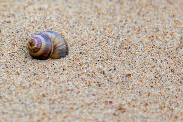 Shell on the lake in the sand