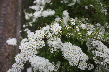  flowering spirea bushes in the city Park  