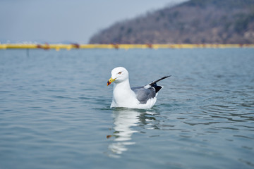 Daebudo Island and Nueseom Island are tourist destinations in Korea.