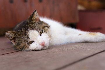 cat lying and looking at the lens, the cat resting on a wooden floor.