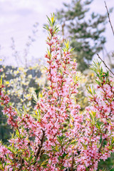 pink flowers in the garden