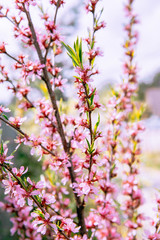 pink flowers in spring