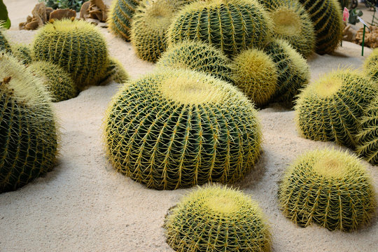 Gruppo di cactus a forma sferica posati sulla sabbia