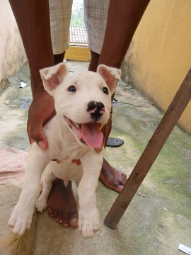Brincando com meu cachorro