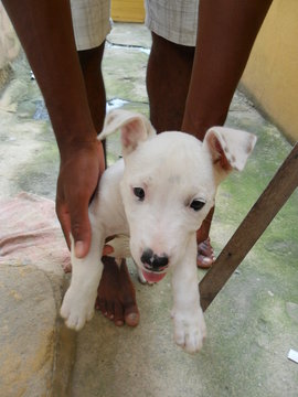 Brincando com meu cachorro