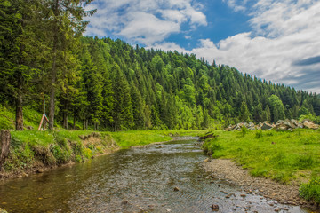 Fototapeta na wymiar mountain pine forest and river stream green highland scenic landscape 