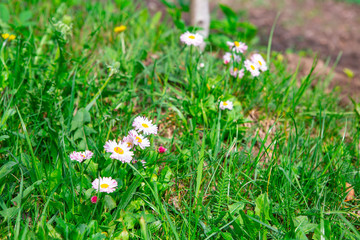 white flowers in grass
