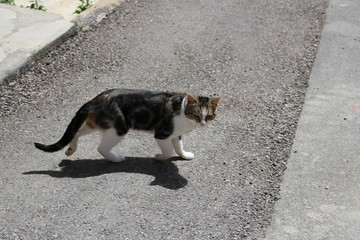 chat dans la rue