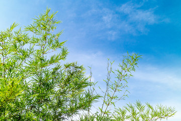 Bamboo leaves background cloudy sky
