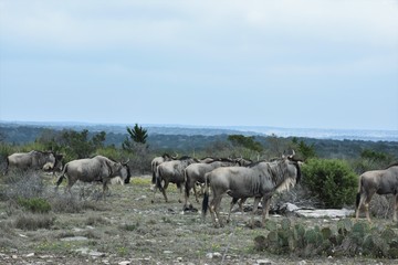 Wildebeest herd on top of a mountain