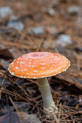 Orange mushroom in a woodland with bokeh background ~WOODLAND~