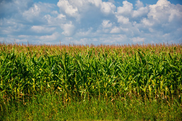 Obraz premium Cornfield with blue sky and clouds