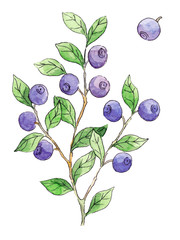 Watercolo blueberry isolated on white background.