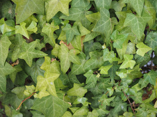 Fototapeta premium ivy plant background