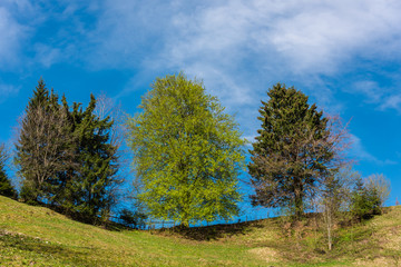 Fototapeta premium Landscape with green nature